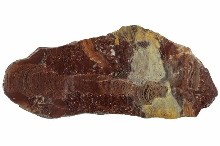 Polished Stromatolite (Jurusania) From Russia - Million Years #316694